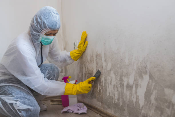 Best Local Mold Removal Service  in Coushatta, LA