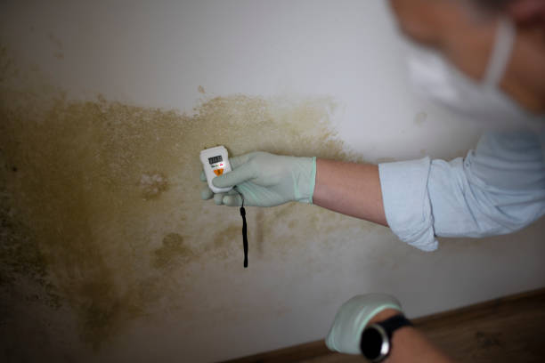 Best Commercial Mold Removal  in Coushatta, LA