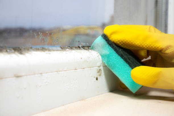 Best Local Mold Removal Service  in Coushatta, LA