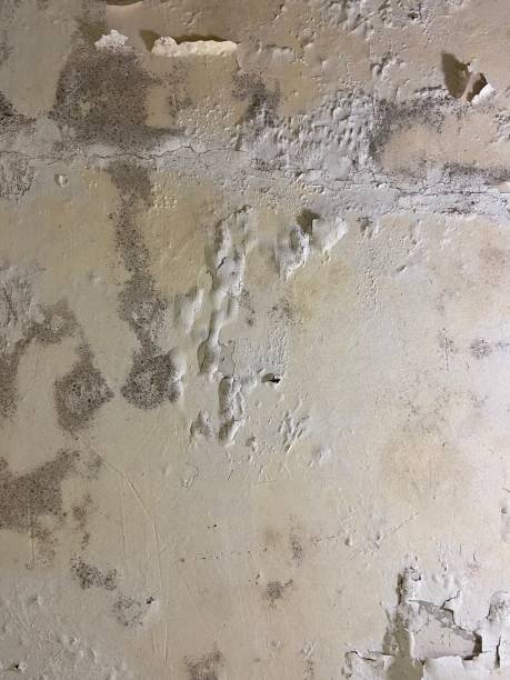 Best Certified Mold Removal  in Coushatta, LA