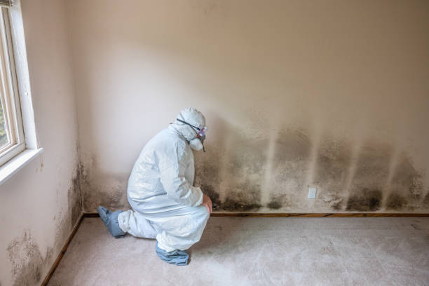 Best Mold Removal Near Me  in Coushatta, LA
