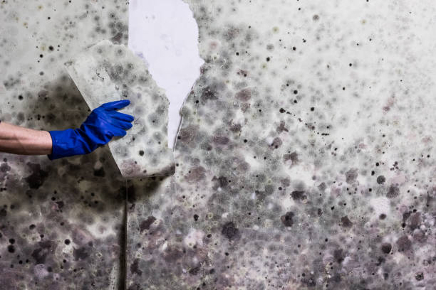 Best Mold Remediation Experts  in Coushatta, LA